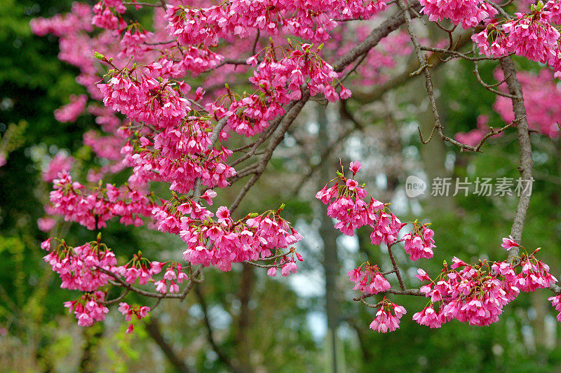 钟状樱/钟状樱:盛开的美丽花朵